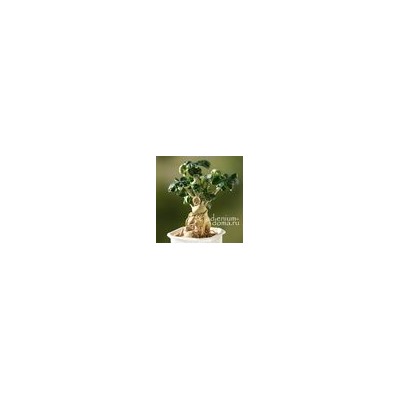 Подвеска КЛЕВЕР III бронза (Trifolium)