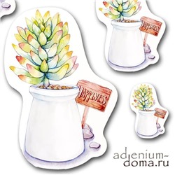 Открытка Sedum MORGANIANUM 'MAGNUM' (Седум, Очиток)