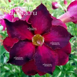 Adenium Obesum Double Flower PURPLE FLОURISH