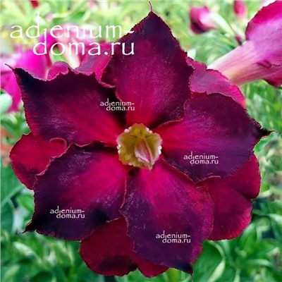 Adenium Obesum Double Flower PURPLE FLОURISH