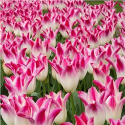 Луковицы Тюльпан лилиецветный Уисперинг Дрим, арт.: 75148