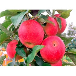 Яблоня Антоша, арт.: 75111