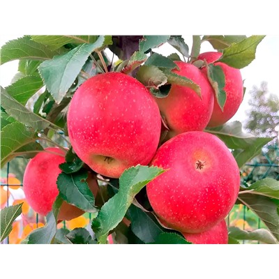 Яблоня Антоша, арт.: 75111