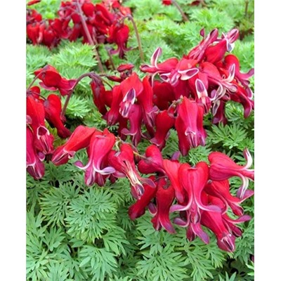 Дицентра гибридная Бернинг Хартс, арт.: 69551
