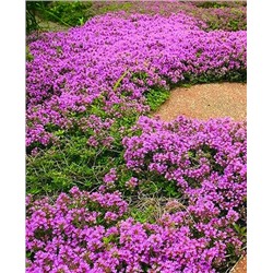 Тимьян Медок, арт.: 69661