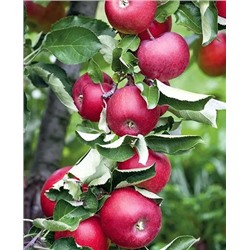 Саженцы Яблоня Созвездие, арт.: 20367