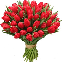 Тюльпан Красный