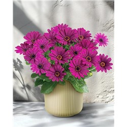 Саженцы Остеоспермум Санни Мэри, арт.: 73895