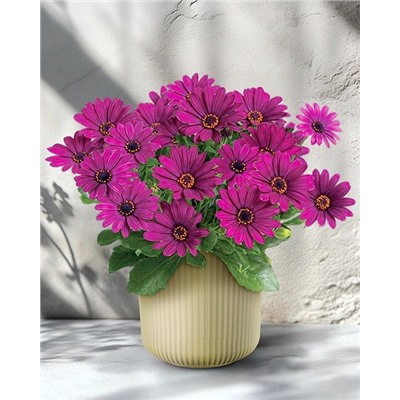 Саженцы Остеоспермум Санни Мэри, арт.: 73895