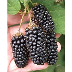 Саженцы Ежевика Бедфорд Джаинт, арт.: 74539