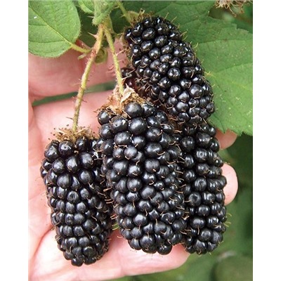 Саженцы Ежевика Бедфорд Джаинт, арт.: 74539