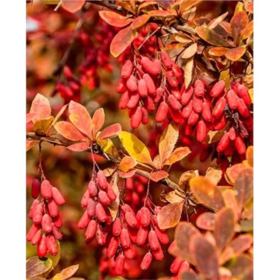 Саженцы Барбарис Обыкновенный, арт.: 8782