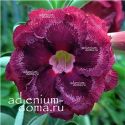 Adenium Obesum Double Flower NEW-304
