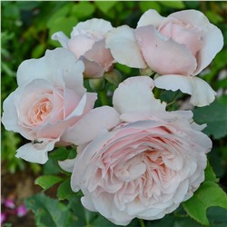 Claire Rose "Клэр Роуз"
