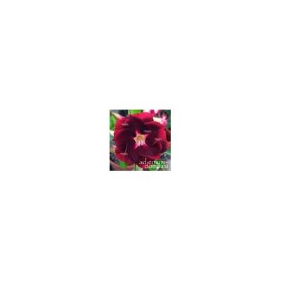 Adenium Obesum Double Flower NEW-135