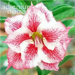 Adenium Obesum Double Flower NEW-147