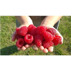 Саженцы Саженцы Малина Карамелька, арт.: 73761