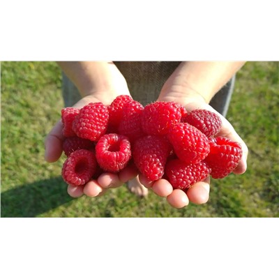 Саженцы Саженцы Малина Карамелька, арт.: 73761