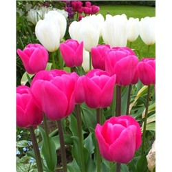 Луковицы Тюльпан триумф Барселона, арт.: 73209