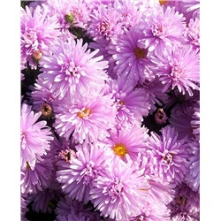 Саженцы Астра новобельгийская Феллоушип, арт.: 73250