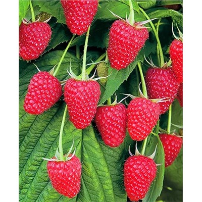 Саженцы Саженцы Малина Полана, арт.: 8015