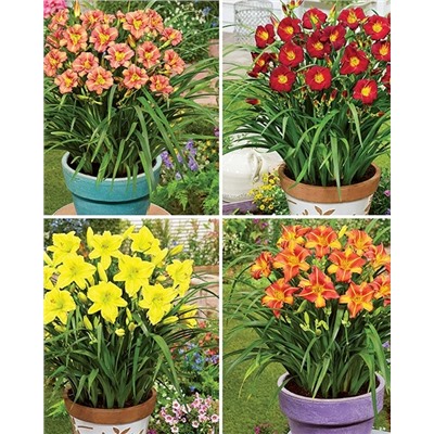 Корни (саженцы) Лилейники Лонго набор, фасовка: 4 шт, арт.: 14279