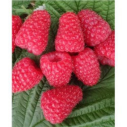 Саженцы Саженцы Малина Энросадира, арт.: 69363