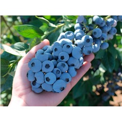 Голубика Пиннакл, арт.: 75124