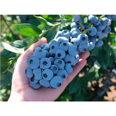 Голубика Пиннакл, арт.: 75124