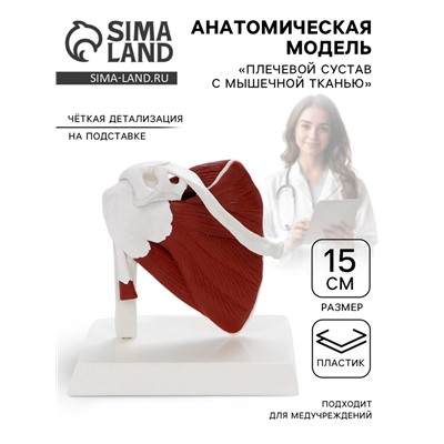 Анатомическая модель «Плечевой сустав с мышечной тканью», 15 см