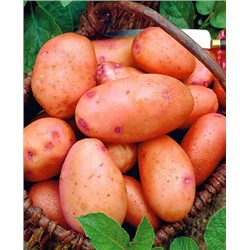 Семенной Картофель Снегирь, арт.: 4024