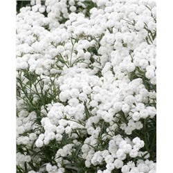 Тысячелистник Птармика Жемчуг, арт.: 1936