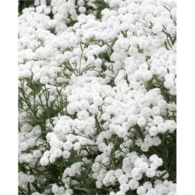 Тысячелистник Птармика Жемчуг, арт.: 1936