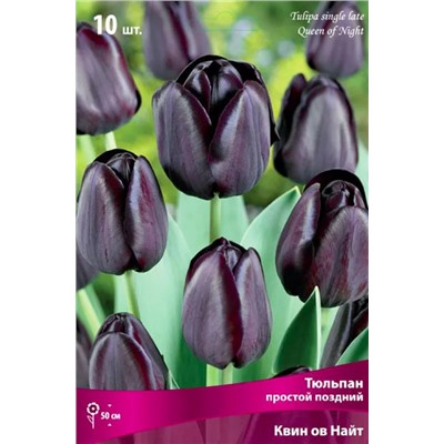 Луковицы Тюльпан Квин оф Найт, арт.: 69083