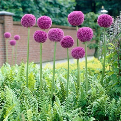 Allium Giganteum "Лук декоративный Гигантеум"