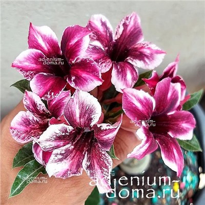 Adenium Obesum Desert Rose BARBIE GIRL