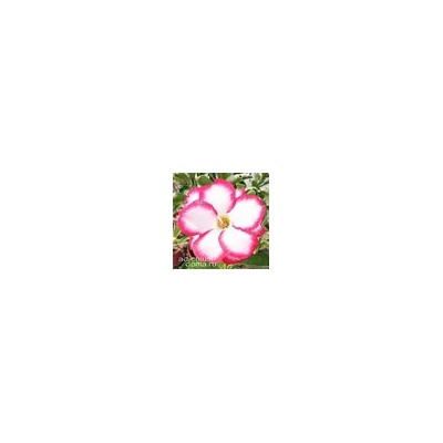 Adenium Obesum Double Flower NEW-80