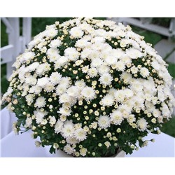 Набор хризантем мультифлора