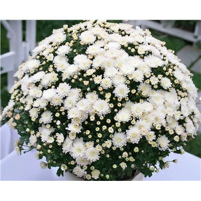 Набор хризантем мультифлора