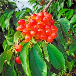 Черешня Сестренка, арт.: 75127