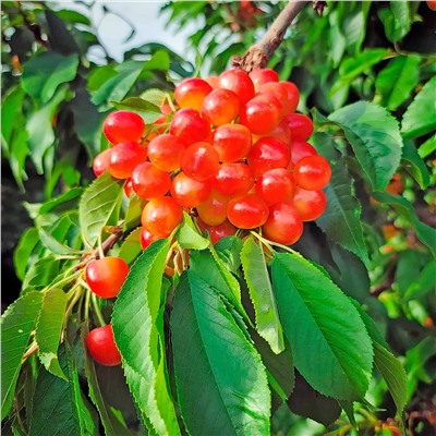 Черешня Сестренка, арт.: 75127