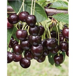 Саженцы Вишня Брюнетка, арт.: 69037