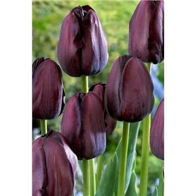 Луковицы Тюльпан Квин оф Найт, арт.: 69083