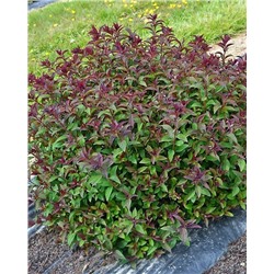 Саженцы Спирея японская Мерло Грин, арт.: 74758