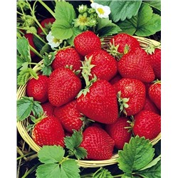 Саженцы Клубники (Земляники) садовой Элианни, арт.: 11066