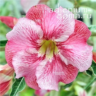 Adenium Obesum Desert Rose NEW-145