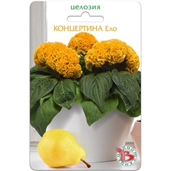 Целозия горшечная Концертина Ело