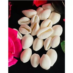 Натуральные морские раковины Каури, Natural White Cowrie Seashell (1,5 inch), произв. AR Sea Shells