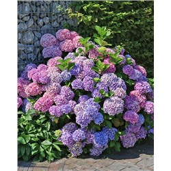 Саженцы Гортензия крупнолистная Букет Роуз, арт.: 74871