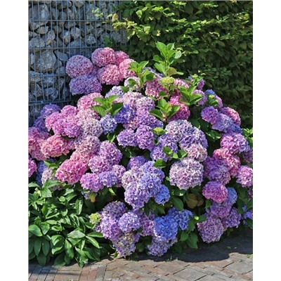 Саженцы Гортензия крупнолистная Букет Роуз, арт.: 74871